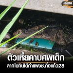 恐怖!泰国蜥蜴咬食婴儿!被发现时仅剩下头部!-白菜网大全-白菜网社区-高质量白菜论坛
